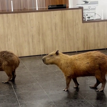 b399bb8c-8d8a-49ab-bbca-d67915d782f9 Capybaras Roam Brazilian State Legislature