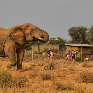 b49069d4-5d1f-47e3-9e22-8811623989b7 Concerns Arise Over Elephant Deaths in Kenya