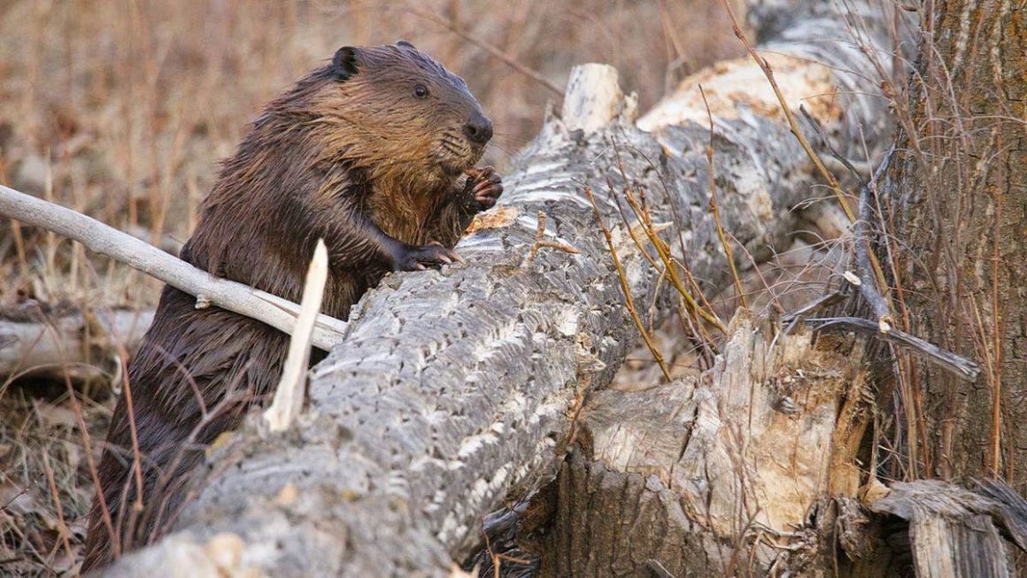 Maryland Wildlife Officials Seek Beavers After Series of Attacks