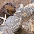 Maryland Wildlife Officials Seek Beavers After Series of Attacks