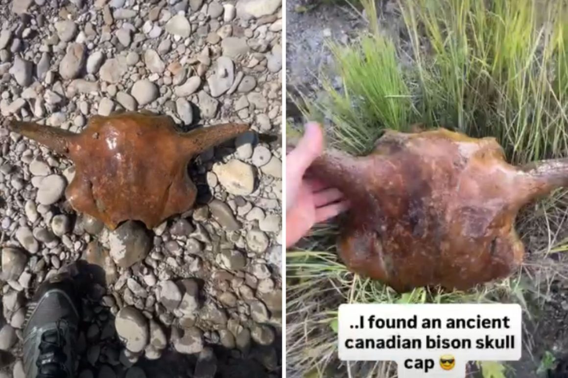 Fisherman Finds Ancient Bison Skull