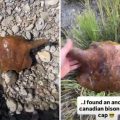 Fisherman Finds Ancient Bison Skull