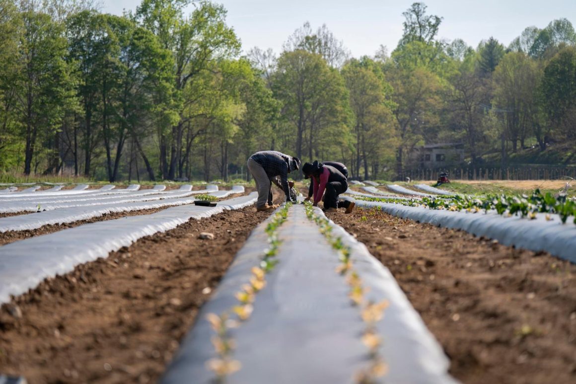 c4281189-f325-45a5-8a49-3066966edc93 Federal Judge Overturns Trump Administration Wage Rule for Foreign Farm Workers