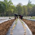 Federal Judge Overturns Trump Administration Wage Rule for Foreign Farm Workers
