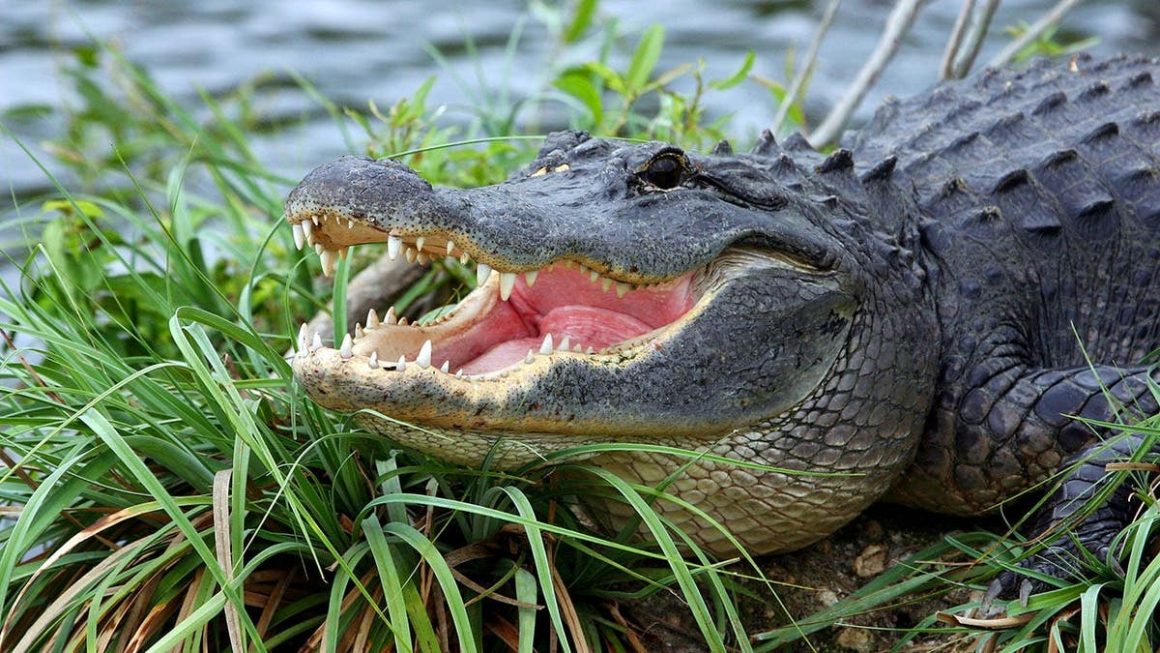 cba7e122-1707-4242-872f-bd633b7b4d0a Florida Woman Survives Alligator Attack Thanks to Quick-Thinking Boater