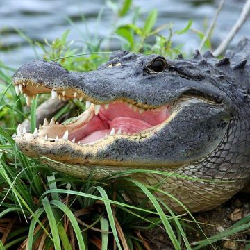 Florida Woman Survives Alligator Attack Thanks to Quick-Thinking Boater
