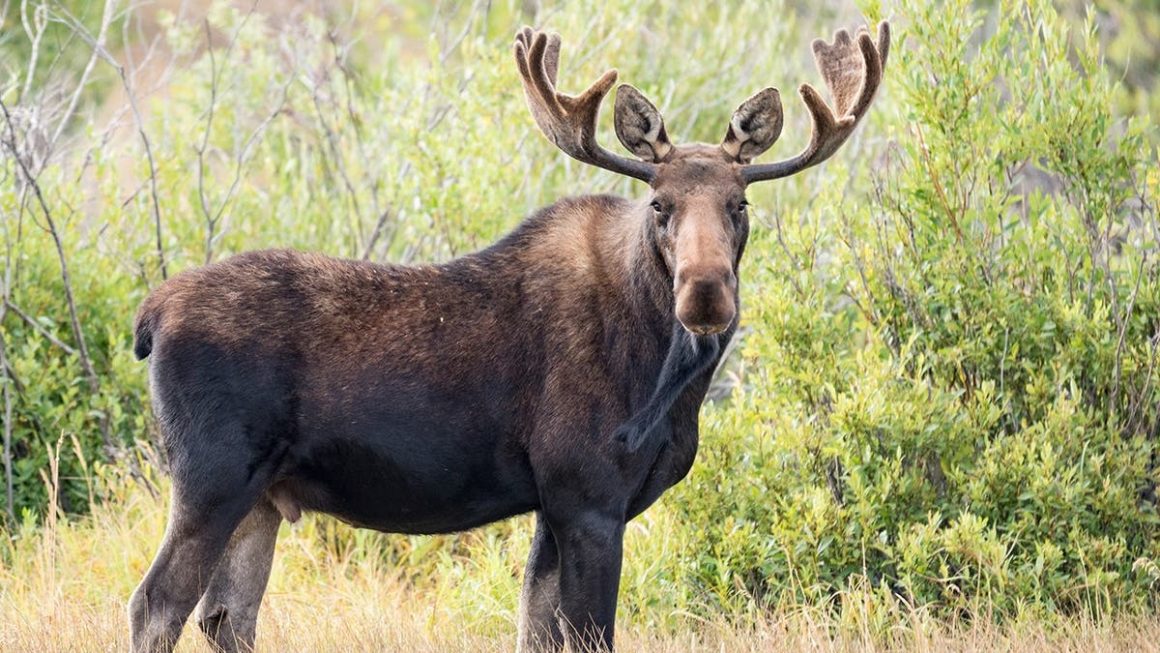 2026 Animal Threat Report for U.S. States