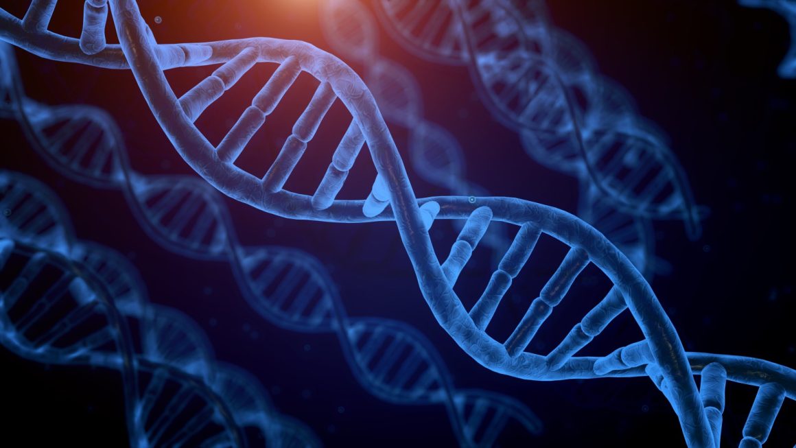 Gene’s Continuous Influence: Beyond Development to Stress and Metabolism Regulation