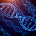 Gene’s Continuous Influence: Beyond Development to Stress and Metabolism Regulation