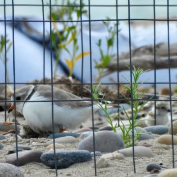 Piping Plover Chicks Released in Waukegan