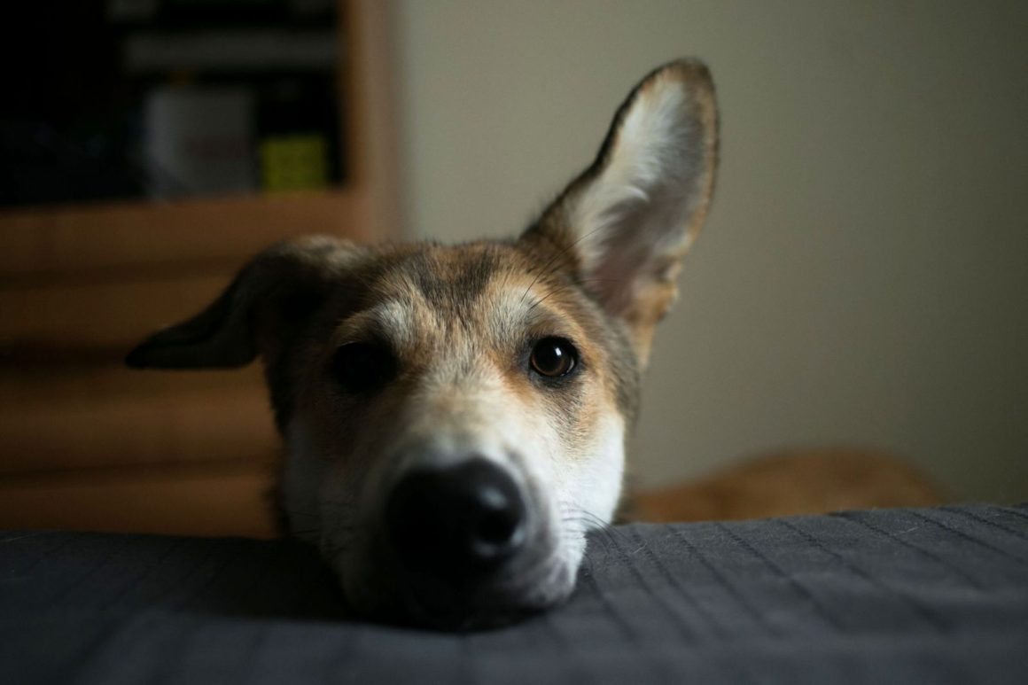 Dogs’ Brains Respond to Human Facial Emotions