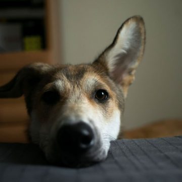 Dogs’ Brains Respond to Human Facial Emotions