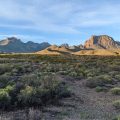 The Race To Rescue The Guadalupe Fescue