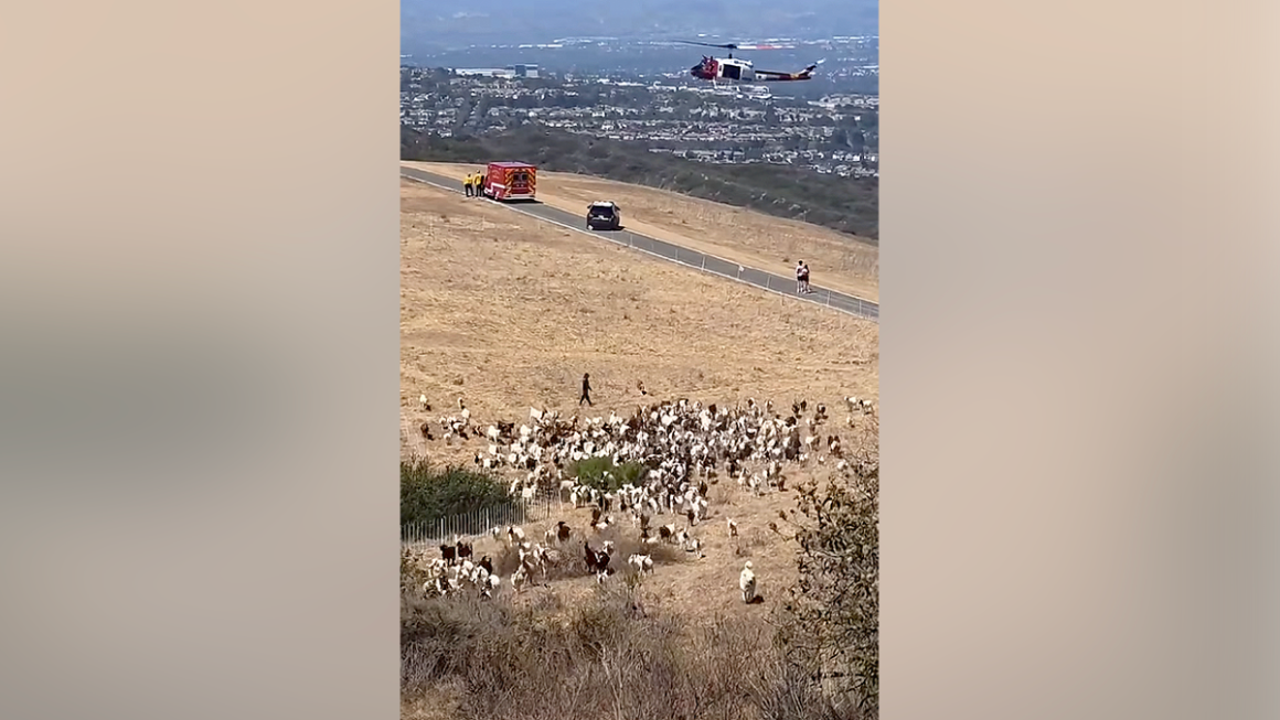 Sheepdog in Southern California Honored as First Responder