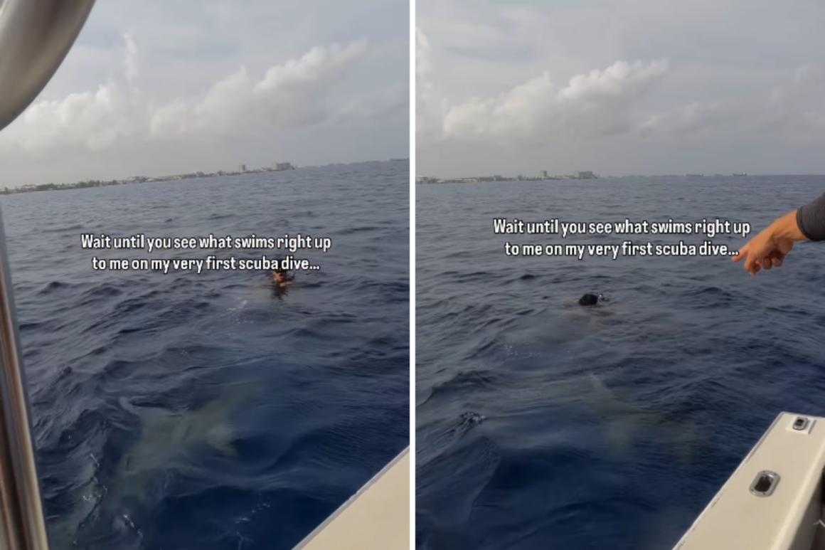 Unexpected Shark Encounter in Cayman Islands Thrills Family