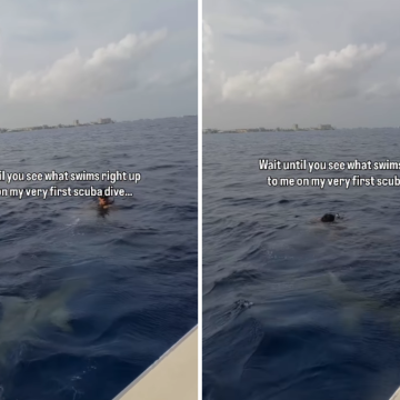 Unexpected Shark Encounter in Cayman Islands Thrills Family