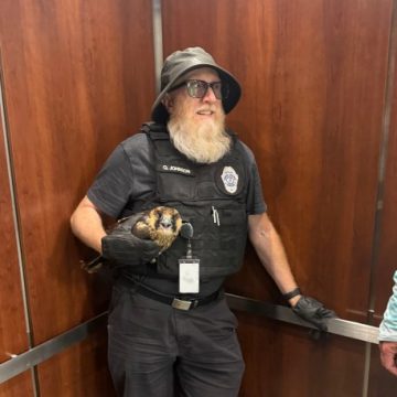 Falcons Return to Aurora: A Tale of Community and Conservation