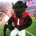 Indiana Hoosiers’ Bison Mascot Delivers Memorable Performances