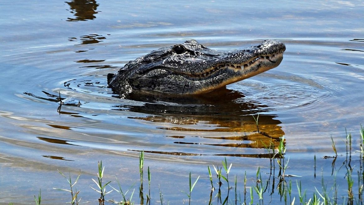 1aff2a0b-cfee-48cb-b8f7-14ae3d1ff095 Child Hospitalized After Alligator Attack in Florida