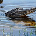Child Hospitalized After Alligator Attack in Florida