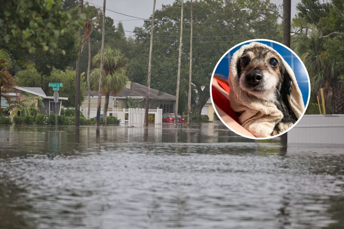 Preparing Pets and Livestock for ‘Supersized’ El Niño Effects