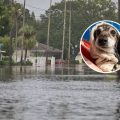Preparing Pets and Livestock for ‘Supersized’ El Niño Effects