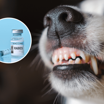 CDC Alerts Rise in Rabies Exposure and Treatment in the U.S.