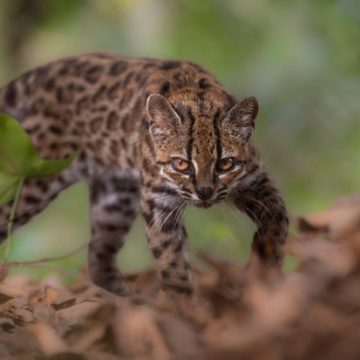 Discovery of New Wild Cat Species in Bolivia: The Tilcayo Tiger Cat
