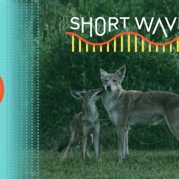 Saving the Endangered American Red Wolf through ‘Ghost Genes’