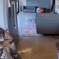 Sneaky Pooch Swipes Fresh Sourdough Loaf Off Texas Family’s Stovetop