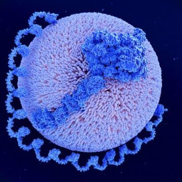 Unexpected Results in Lp(a) Drug Trials for Heart Disease