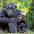 Animal Self-Medication: Insights from Chimpanzees