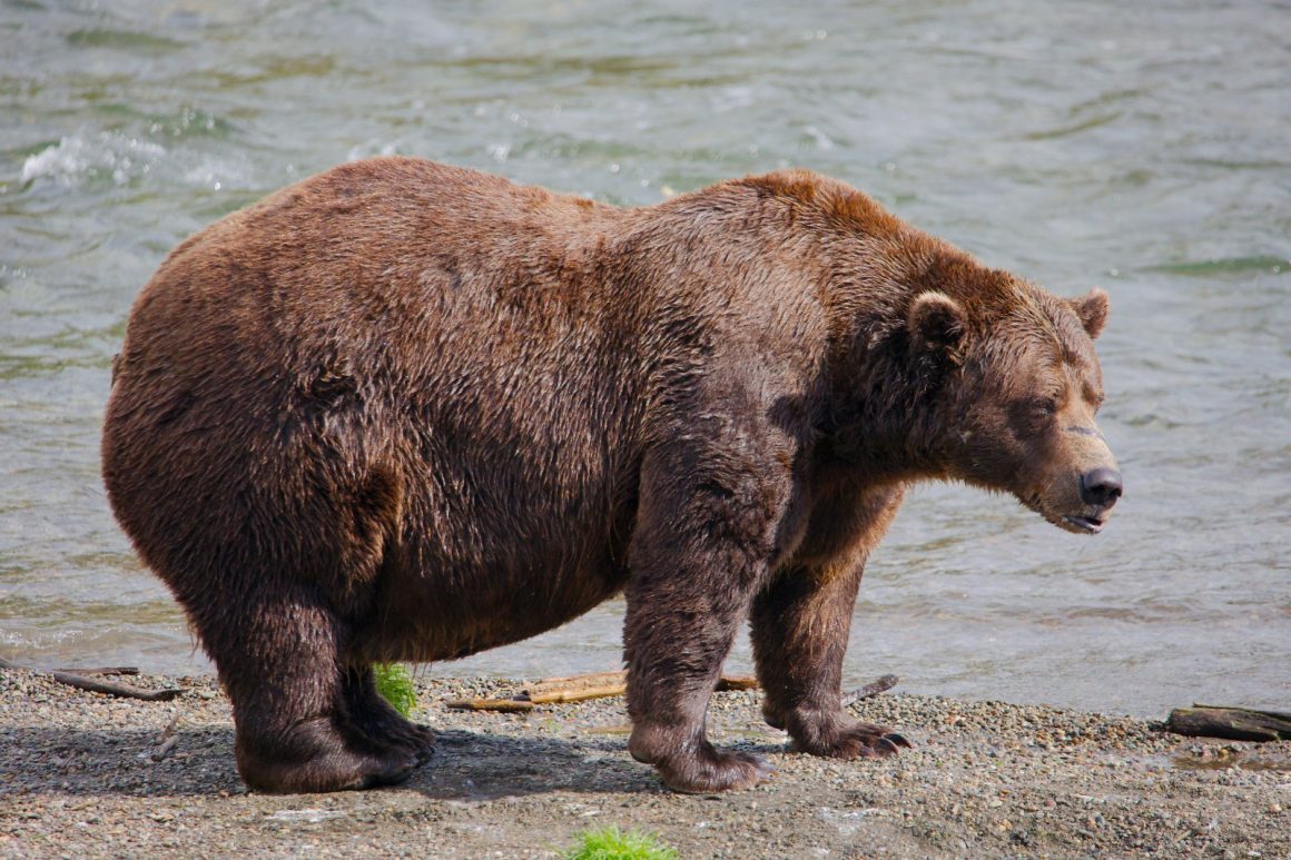 Fat Bear Week 2026: Celebrating the Largest Brown Bears