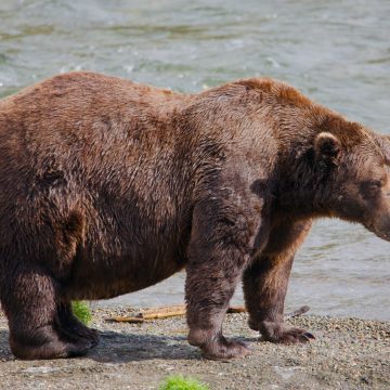 Fat Bear Week 2026: Celebrating the Largest Brown Bears