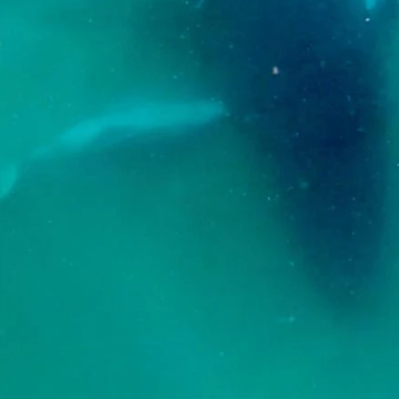 Grieving Behavior Observed in Humpback Whales