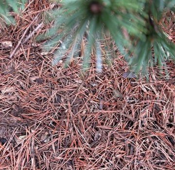 Addressing Euonymus Scale Infestation in Pachysandra