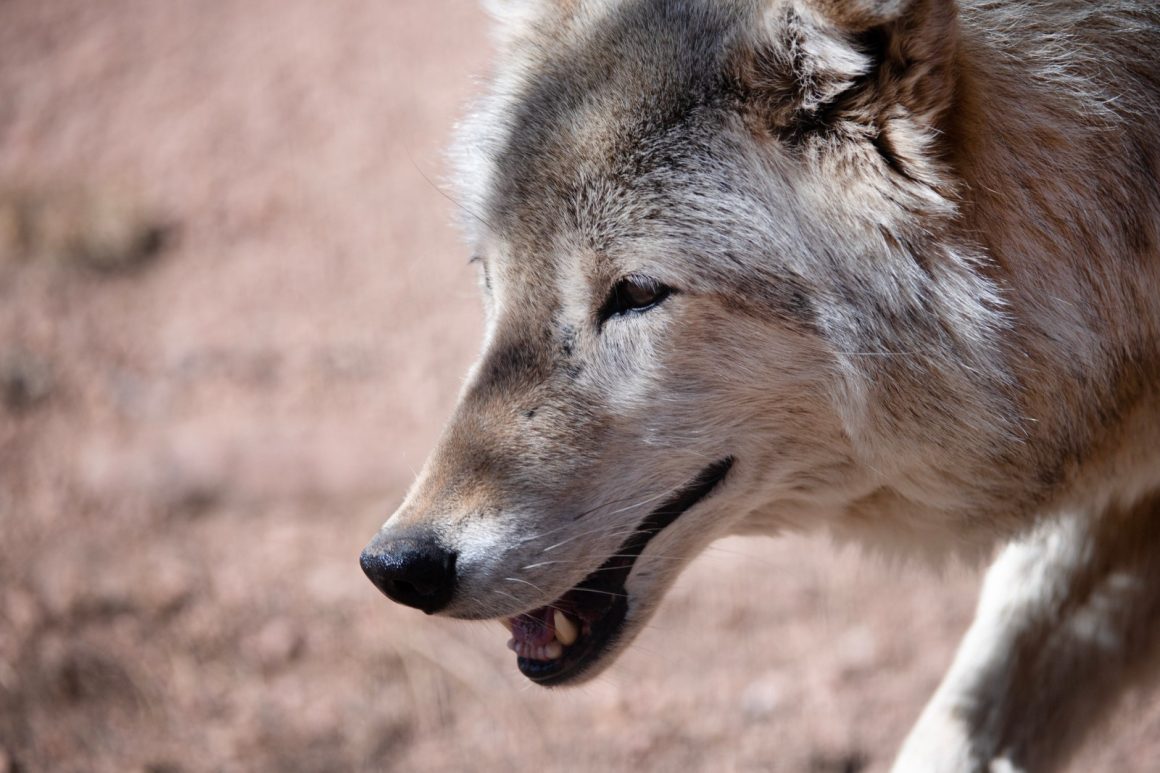 8cdafdf3-f099-498b-a6a4-1b2ed701e74f Trump Administration Reviews Wolf Protections