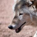 Trump Administration Reviews Wolf Protections