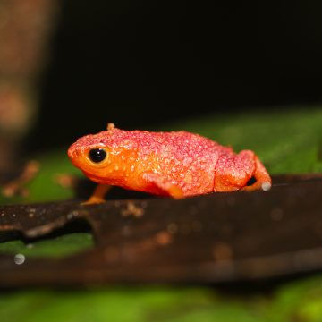 Exploring the Pumpkin Toadlet: A Unique Neotropical Species