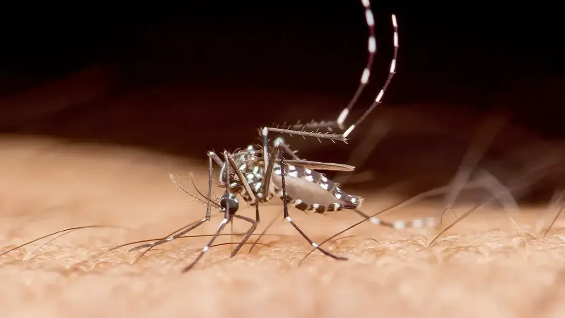 Florida Records First 2026 Dengue Fever Death
