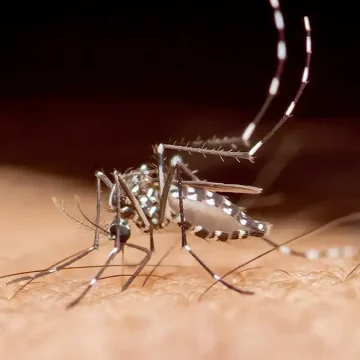 Florida Records First 2026 Dengue Fever Death