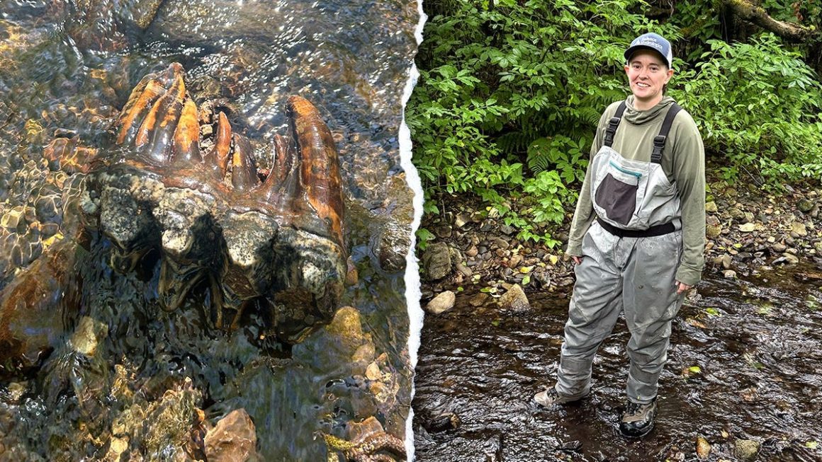 Ice Age Mastodon Tooth Unearthed in California Creek