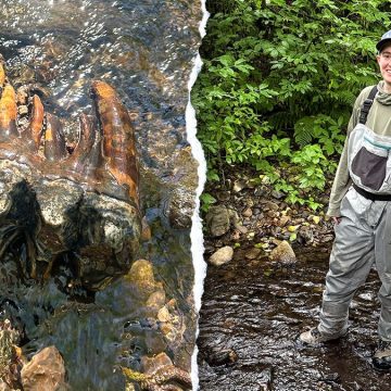 Ice Age Mastodon Tooth Unearthed in California Creek