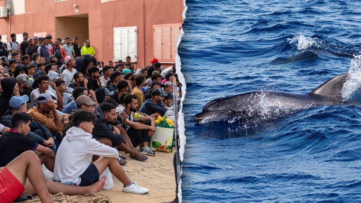Outrage in Ceuta After Dolphin Abuse Incident