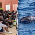Outrage in Ceuta After Dolphin Abuse Incident