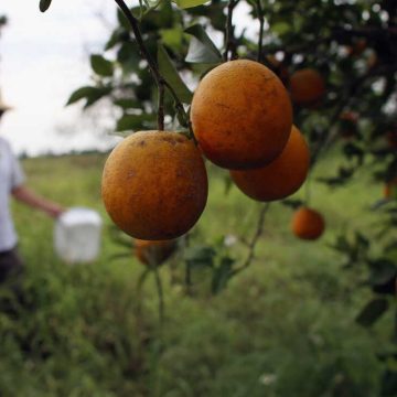 Florida Citrus Growers Embrace Gene-Editing to Combat Greening Disease