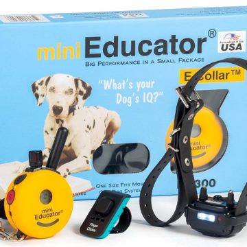 Choosing the Best Bark Collars for Dogs