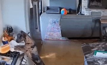 Sneaky Dog Steals Sourdough Loaf from Texas Family