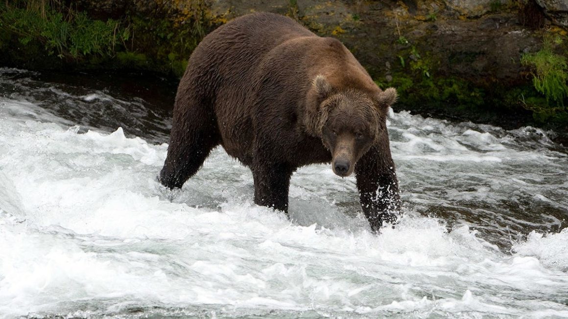 e783c671-c38d-49d8-8ab8-3ea8048a7e3a Moose Hunter Survives Close Encounter with Brown Bear in Alaska