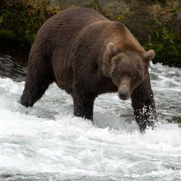 Moose Hunter Survives Close Encounter with Brown Bear in Alaska